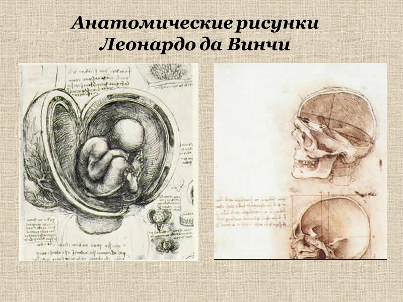 Анатомические рисунки  Леонардо да Винчи